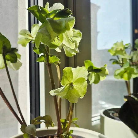 Wellbeing And Vine